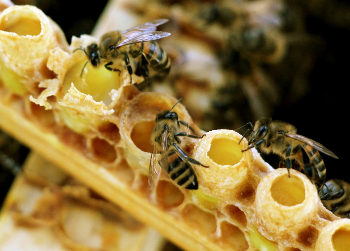 Польза и вред маточного пчелиного молочка